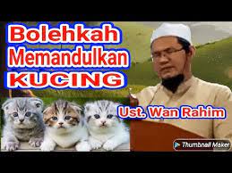 Manfaat daun kumis kucing akan membuat tubuh anda lebih sehat dan mampu mengatasi berbagai dan tidak sedikit orang yang memanfaatkan daun kumis kucing untuk mengobati sakit gijal, mulai. Bolehkah Memandulkan Kucing Ustadz Hj Wan Rahim Youtube