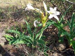 Image result for Crinum macowanii