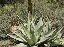 What happens is that some small 'glochid'. Cactus Or Not A Cactus Dangerous Plants Of Big Bend Magma Cum Laude Agu Blogosphere
