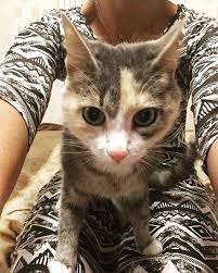 v moej zhizni poyavilas eshyo odna minikoshka i zovut eyo sonya i takogo yazyka terki ya eshyo ne vstrechala koshka koshki kotiki koshka kotej fire bird cats animals