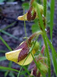 Image result for Crotalaria eremicola