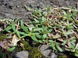 Image result for Oldenlandia geophila