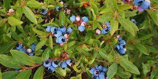 Blueberries are perennial flowering plants with blue or purple berries. Wild Blueberries 6 Things You Probably Didn T Know