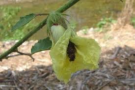 Image result for Hibiscus diversifolius