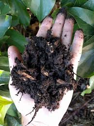 Arno elias — el corazon dipap summer 2k14 love edit sm 07:12. Fertilizing Avocado Trees Greg Alder S Yard Posts Southern California Food Gardening
