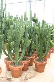 Pin On Cacti Succulents
