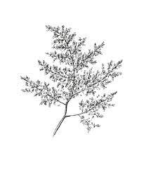 Digital Hand Drawn Floral Ink Illustration Astilbe Garden Etsy In 2021 Ink Illustrations Astilbe Flower Botanical Flowers Print