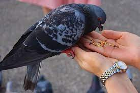 Beras merah termasuk makanan merpati biar cepat gemuk. Makanan Burung Merpati Deskripsi Gambar Putih Balap Kolong
