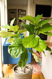 Their striking and luscious dark green leaves really do make them something special. How To Care For A Fiddle Leaf Fig Tree Handmade In The Heartland