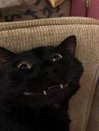 Picture Memes Syff0pgg7 By Random Amazing Posts 1 Comment Ifunny Cute Cats Cool Cats Cat Memes