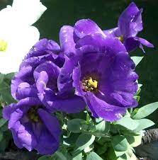 Lisianthus Eustoma Grandiflorum Lisianthus Flowers Flowers Lisianthus