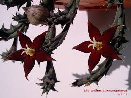 Image result for Piaranthus atrosanguineus