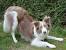 Black Tricolor Border Collie