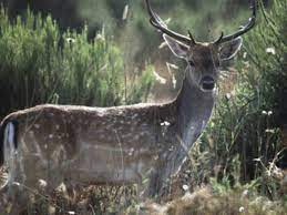 Every time i walked out in the garden it scared me half to death because i always thought there was someone standing in the middle of the. 20 Ways To Keep Deer Out Of Your Yard This Old House