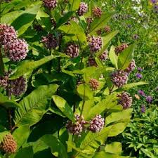 Image result for Asclepias graminifolia