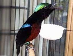 Cara perawatan harian kolibri ninja. 7 Tips Jitu Merawat Kolibri Ninja Bakalan Trotol Liar Agar Cepat Bunyi Dan Gacor Belajar Beternak