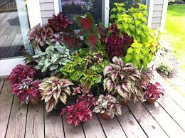 Shade Lovers Coleus Rex Begonia And Caladium Front Yard Landscaping Design Yard Landscaping Front Yard Landscaping