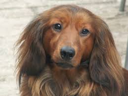 Lancaster puppies advertises puppies for sale in pa, as well as ohio, indiana, new york and other states. Standard Long Haired Dachshund Puppies For Sale Ibstock Leicestershire Pets4homes