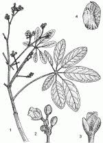 Image result for Schinziophyton rautanenii