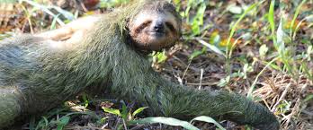 Over 115 corcovado national park pictures to choose from, with no signup needed. Corcovado National Park Nature Tours With Drake Bay Birdwatching