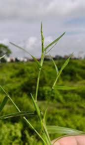 Image result for Hackelochloa granularis