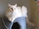 Shorthaired Cat Breeds | Purina