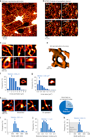 December 18, 2020 weekly cloverleaf crier. Structural Basis Of Astrocytic Ca 2 Signals At Tripartite Synapses Nature Communications