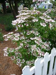 Viburnum Sargentii Onondaga Paris Cote Jardin Arbustes De Jardin Arbuste Beaux Jardins