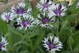 Image result for Centaurea