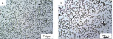 Image result for Commiphora pedunculata