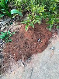 5 do they pose an infestation risk? Fire Ants In Commercial Turfgrass Home Lawns And Landscapes Nc State Extension Publications