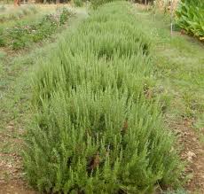 Image result for Rosmarinus officinalis