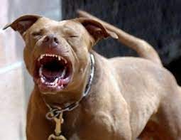 Chúng có thói quen đã cắn một vật gì đó sẽ nhai nát và ngấu nghiến khá lâu mới buông tha. Ha Ná»™i Cho Pitbull Cáº¯n Cháº¿t Anh Trai Cá»§a Chá»§ Baogiaothong Vn