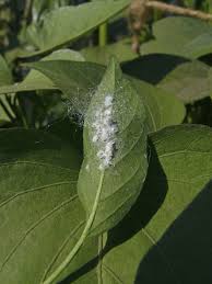 Did you scroll all this way to get facts about white froth? Treating Mealybugs On Plant Leaves