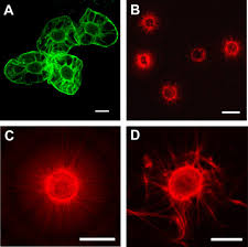 An animal cell just completed telophase which of the following would you expect to see. Radial Microtubule Organization By Histone H1 On Nuclei Of Cultured Tobacco By 2 Cells Journal Of Biological Chemistry