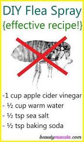 Pin On Pet Recipes