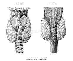 Download 226 vintage anatomy free vectors. Anatomy Of Human Thyroid Gland Anterior And Posterior View Vintage Illustration Clip Art Isolated On White Background Stock Illustration Illustration Of Science Drawing 124842796