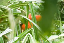 Image result for Senecio aetfatensis