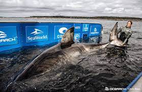 What Do Great White Sharks Eat Here S A List Miami Herald For instance, all sharks eat meat to some degree. what do great white sharks eat here s