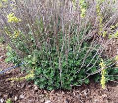 It lives up to its mediterranean heritage, preferring to grow in very hot areas, and amongst rocks is best. Origanum Maru Syrian Oregano