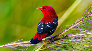 Maybe you would like to learn more about one of these? The Strawberry Finch Is The Most Adorable Little Swallow You D Ever Have Seen Youtube