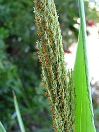 Image result for Panicum chambeshii