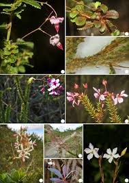 Image result for Sauvagesia