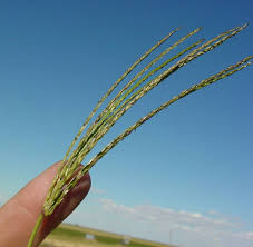 Image result for Ischaemum