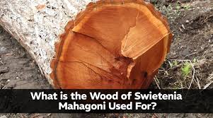Image result for Swietenia
