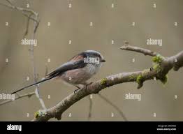 Long-tailed Tit, Aegithalos caudatus, in woodland, Rosneath Peninsula,  Argyll, Scotland, UK Stock Photo - Alamy