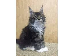 The maine coon breeders and fanciers association (mcbfa) was formed in 1968, and today the breed is once. Adorable Maine Coon Kittens Available For Sale Animals Amarillo Texas Announcement 99283