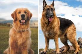 How many puppies does a german shepherd usually have? Shiba Inu German Shepherd Mix A Fairly High Energy And Loyal Anything German Shepherd