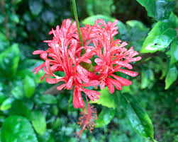 Image result for Hibiscus schizopetalus