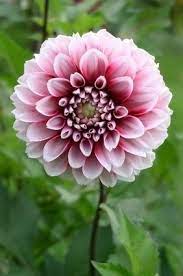 Symbolic Meaning Of The Dahlia Flower Synonym Dahlia Flower Tropical Wedding Flowers Flowers